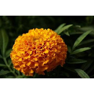 Extrato de Marigold Extrato de Flor Marigold